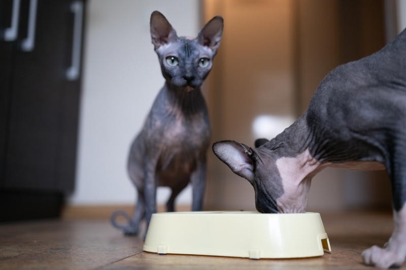 Уход за сфинксом включает организацию питания