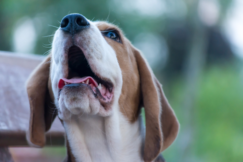 Вирус бешенства проникает в организм собаки через слюну зараженной особи
