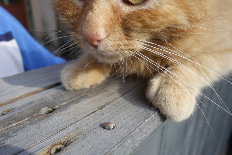 Иксодовые клещи разносят опасные для кошек болезни