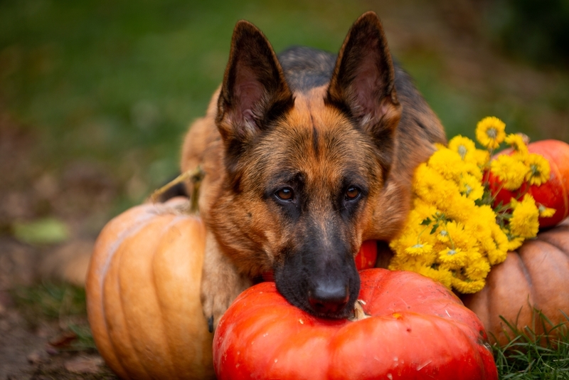Какими овощами полезно и можно кормить собаку?