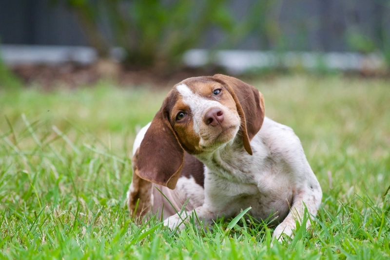 Что включает мукокутанная пиодерма у собак?
