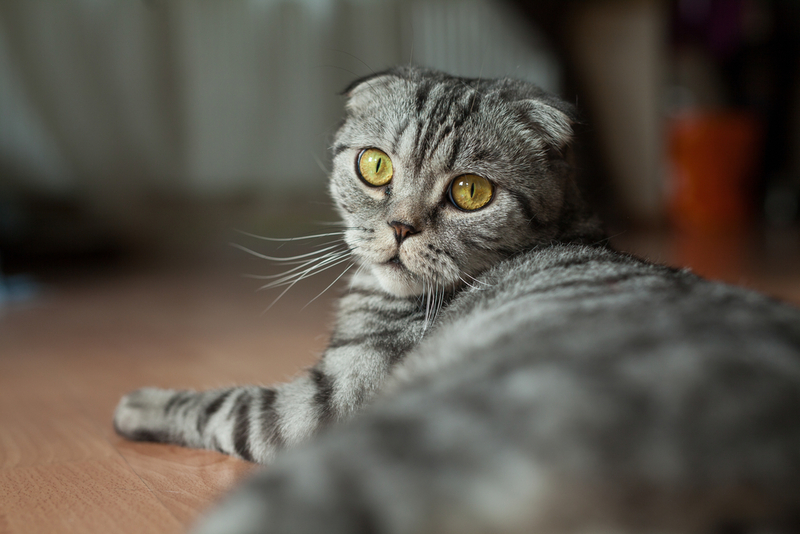 Одышка у шотландской вислоухой кошки – признак болезни