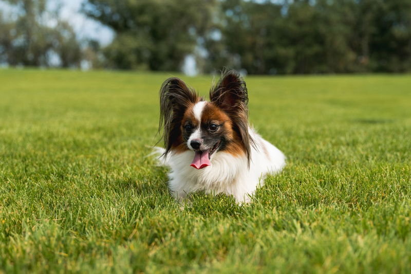 Вес папильона зависит от возраста собаки