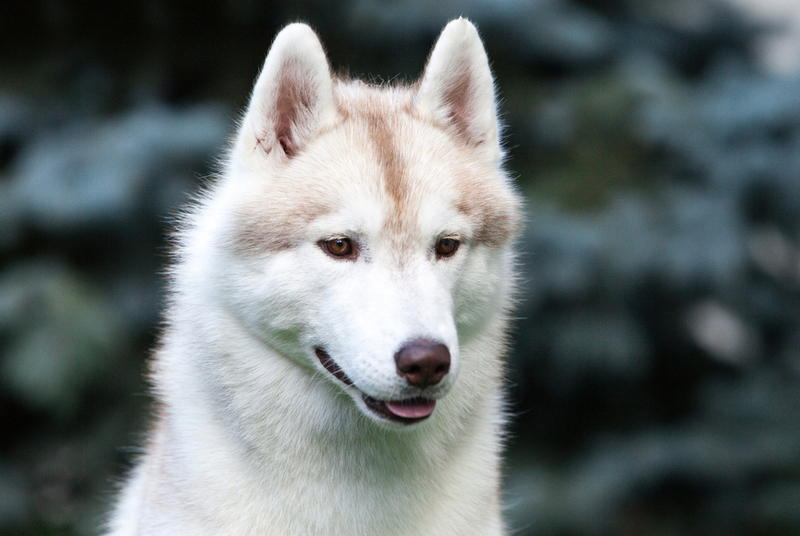 Как выглядят белые хаски?