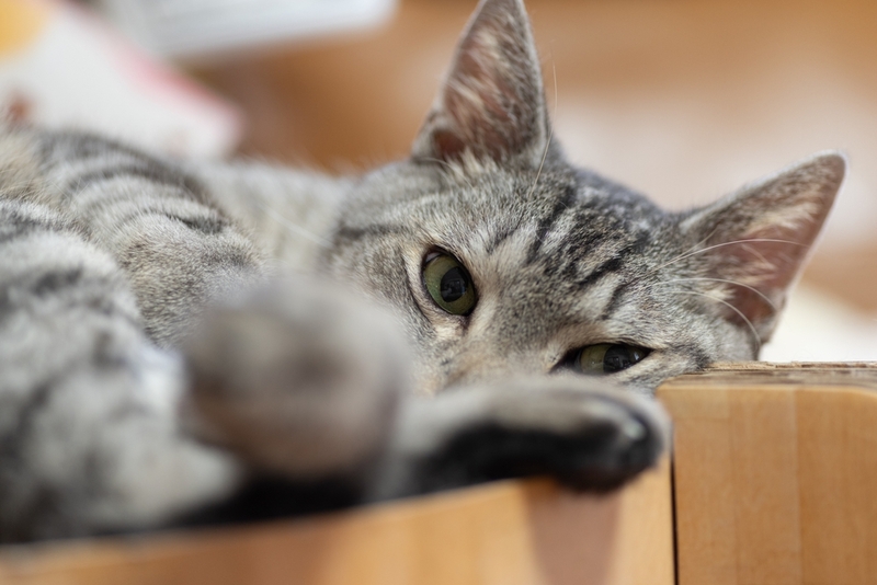 Симптом сальмонеллеза у кошек – потеря аппетита