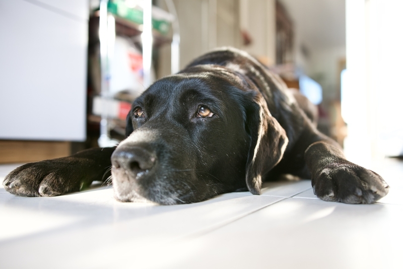 Беременную самку лабрадора кормят специализированным рационом