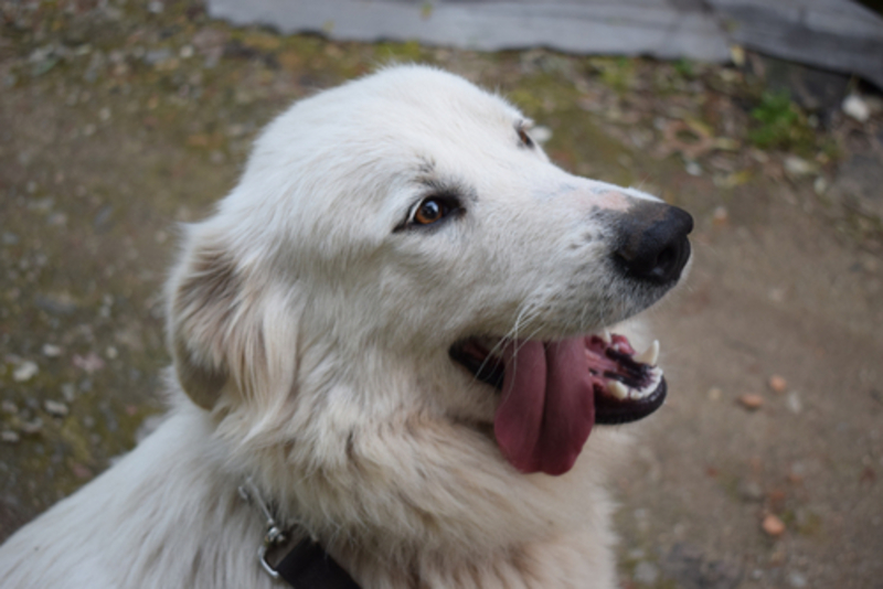 Одышка у собак может свидетельствовать о том, что она болеет