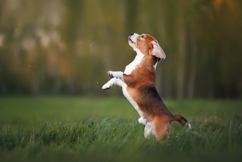 Рацион влияет на то, сколько весит бигль