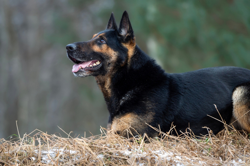 Во время течки немецкой овчарке нужен уход