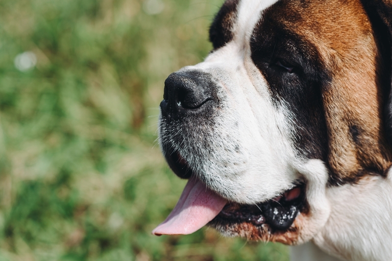 Срок жизни владельца и сенбернара можно сопоставить