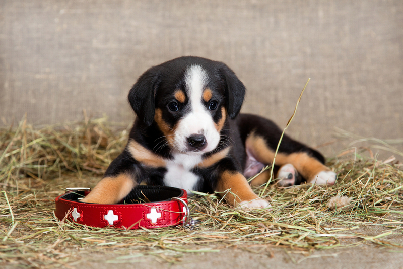 Прежде чем приучить собаку ходить на улицу, важно научить ее спокойному отношению к ошейнику