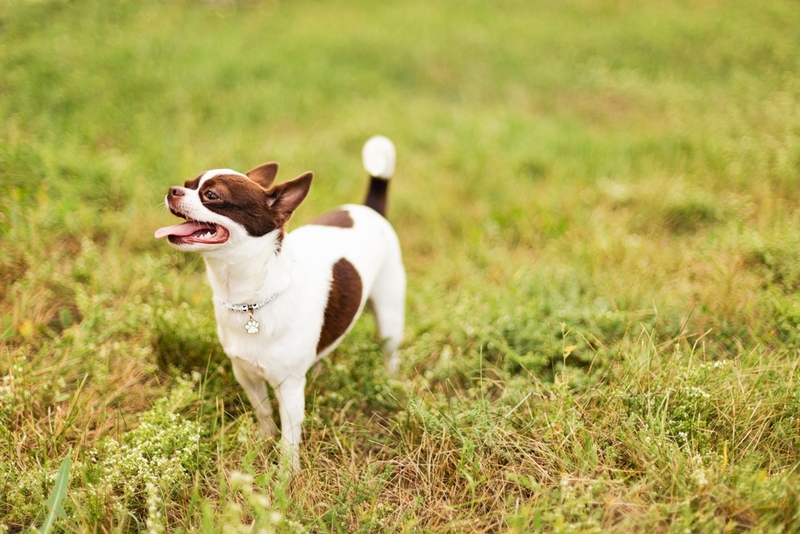 Вязку чихуахуа проводят в период течки