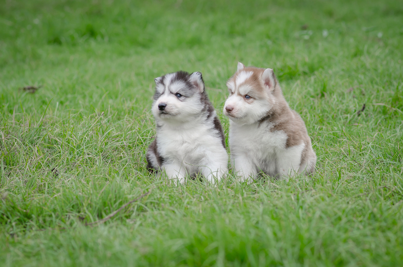 Как владельцу отыскать кличку для хаски-мальчика?