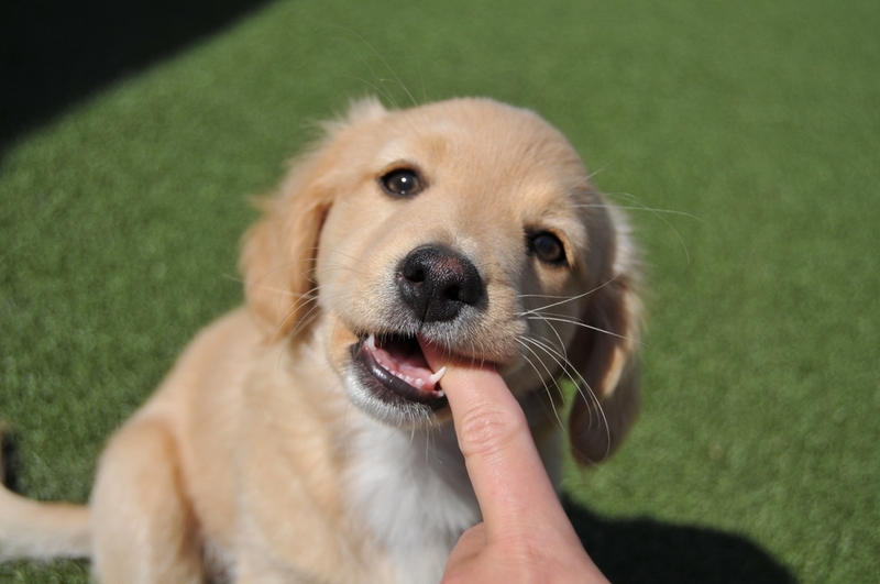 У собак тоже есть молочные зубы