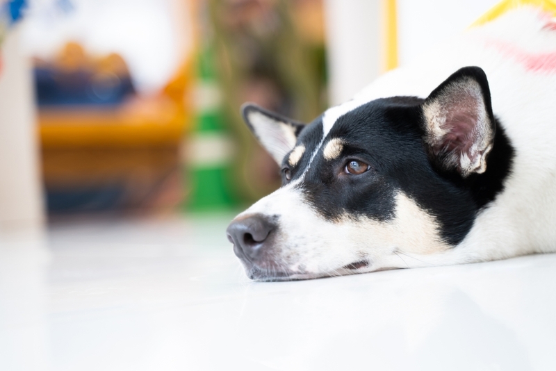 Причина появления дерматита у собаки – нарушение кожного барьера