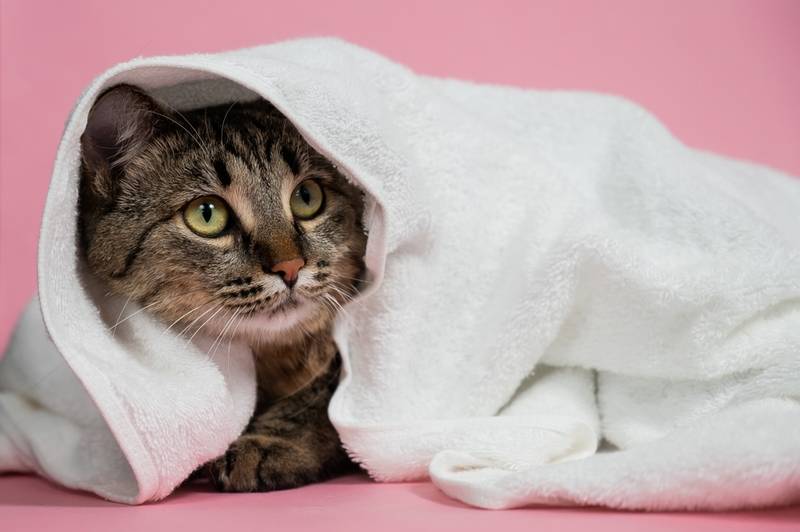 Как помыть кота в домашних условиях: можно ли купать, чем и как часто?