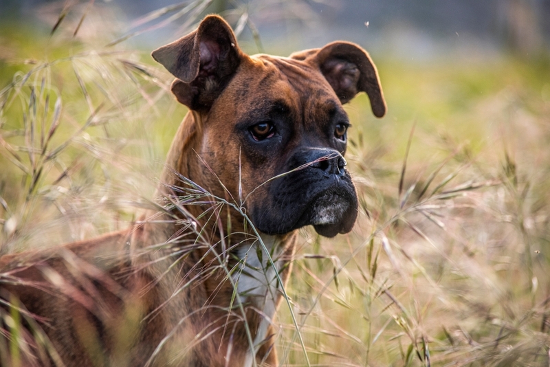 Аллергия по причине атопии появляется у собак с 8 месяцев