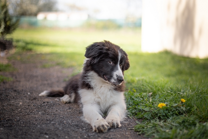 У бордер-колли могут возникать болезни нервной системы