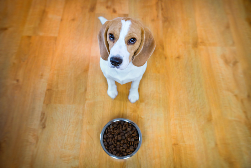 Если АЛТ в крови у собаки повышен, она может отказываться есть