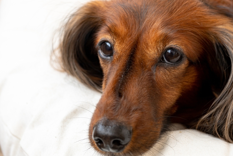 Если у собаки обнаружена хейлетиелла, прогноз позитивный