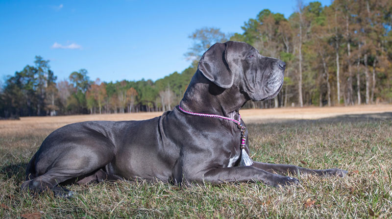 сколько нужно гулять с собакой – зависит от ее размера и нрава