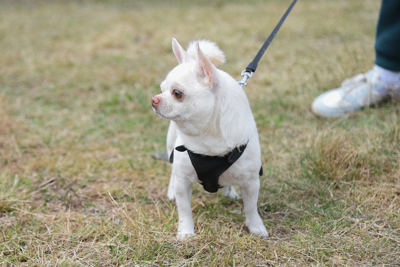 После беременности у чихуахуа начинается лактация