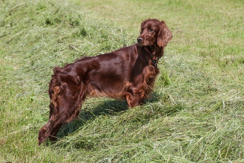 Сеттеры — красивые собаки, которые чувствуют настроение хозяина