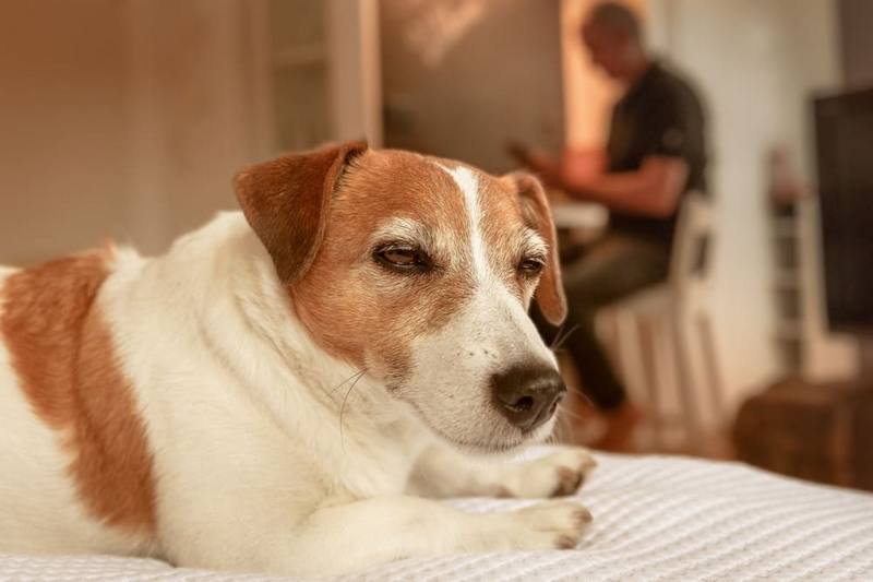 Владелец должен знать, чем он может помочь джек-рассел-терьеру во время беременности и родов