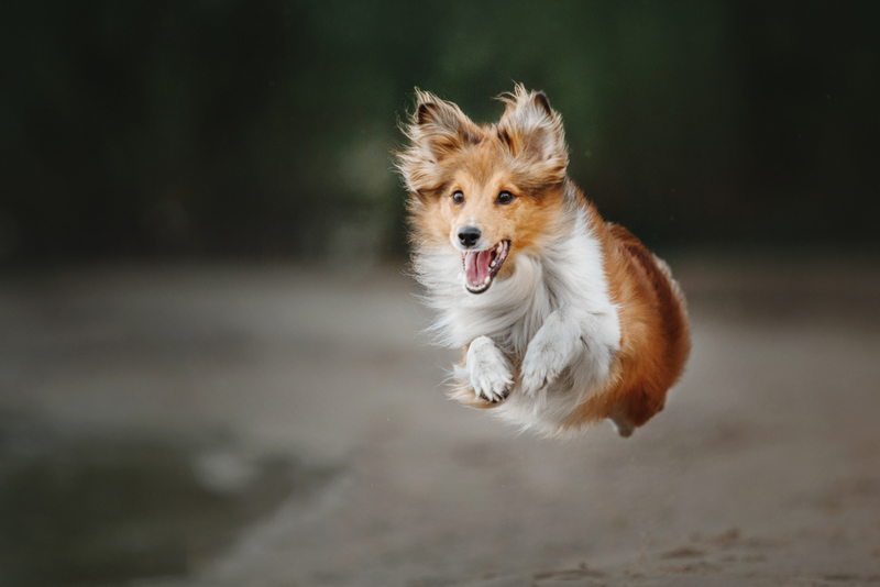 Нужно следить, сколько весит шелти