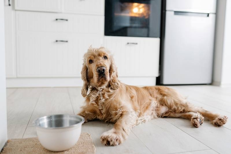 Собака отказывается от еды: почему и что делать