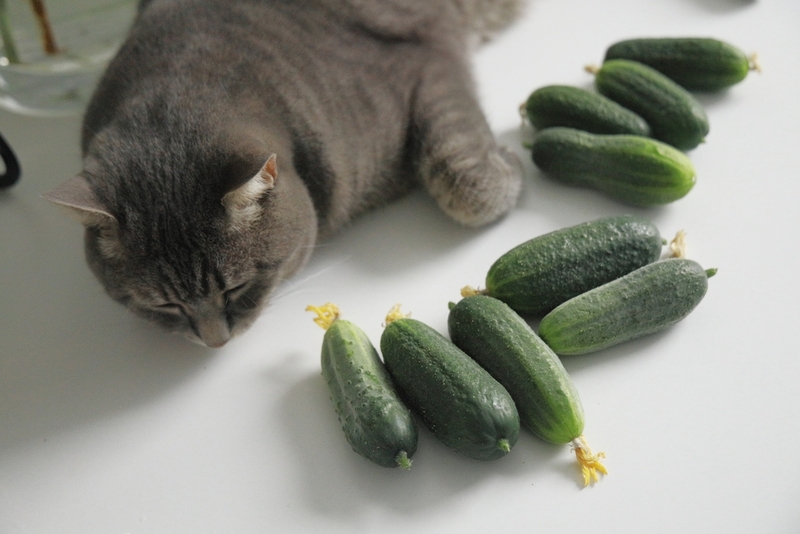 Кошка с огурцами на фото