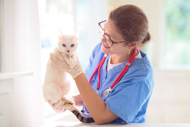 medic veterinar care examinează o pisică cu semne de alergie alimentară