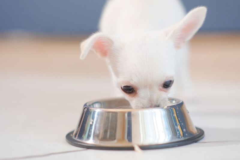 Собака ест хурму из миски