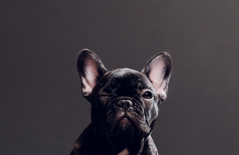Какова внешность черных французских бульдогов?