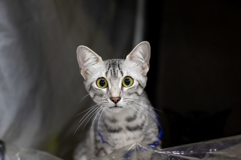 Египетская мау – пятнистая кошка