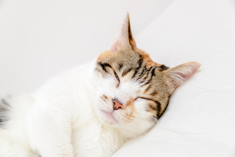 Саркома может поражать сосуды кошки