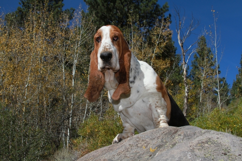Поддерживать вес бассет-хаунда в норме поможет спорт