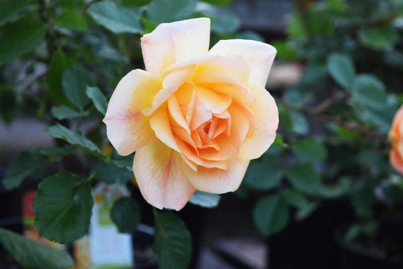 Роза считается неопасным для кошки растением