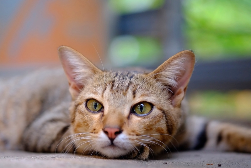 Болезни почек у кошек могут быть врожденными