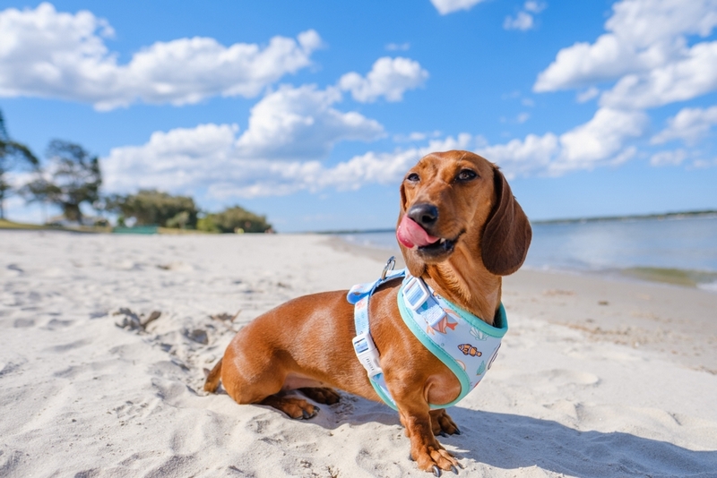 Владельцу важно знать, сколько длится беременность у таксы