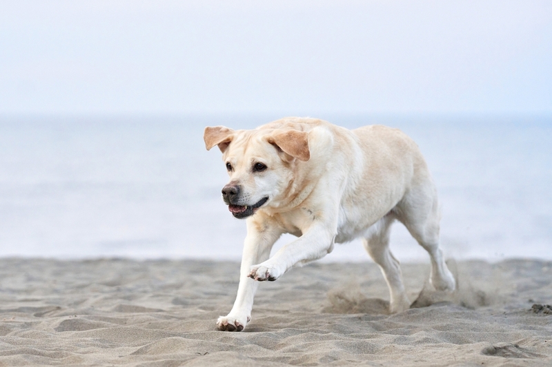 Лабрадоры считаются дешевыми собаками