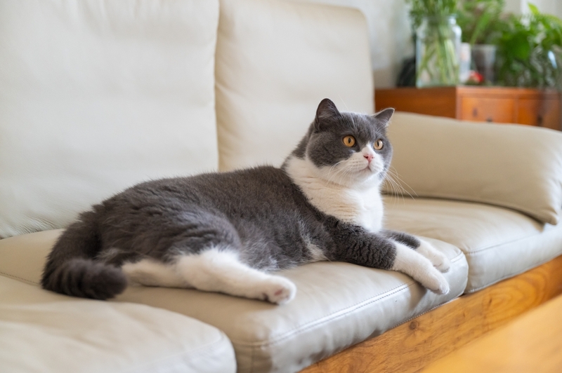 Причин появления сердечной недостаточности у котов несколько