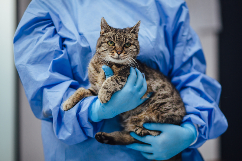 Коту с блошиным дерматитом необходимы анализы