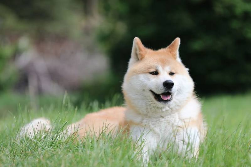 Болезни влияют на то, сколько весит акита-ину