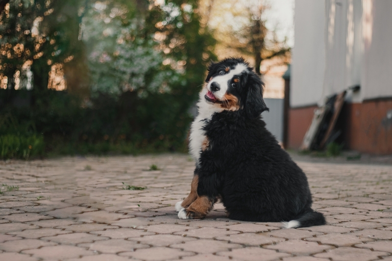 Питание влияет на вес бернского зенненхунда