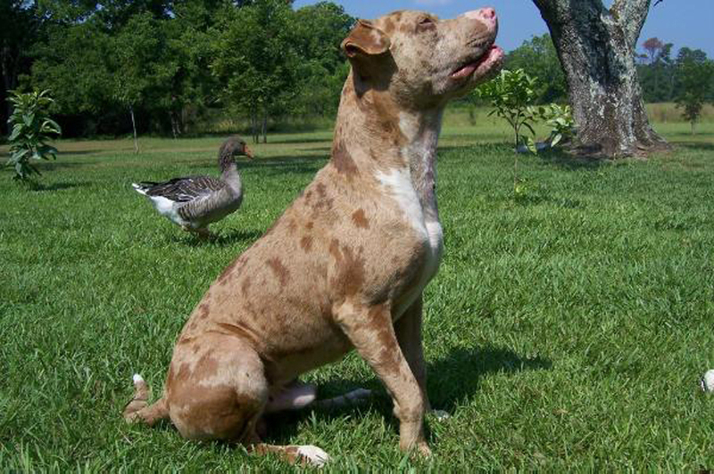 Пятнистая собака бульдог