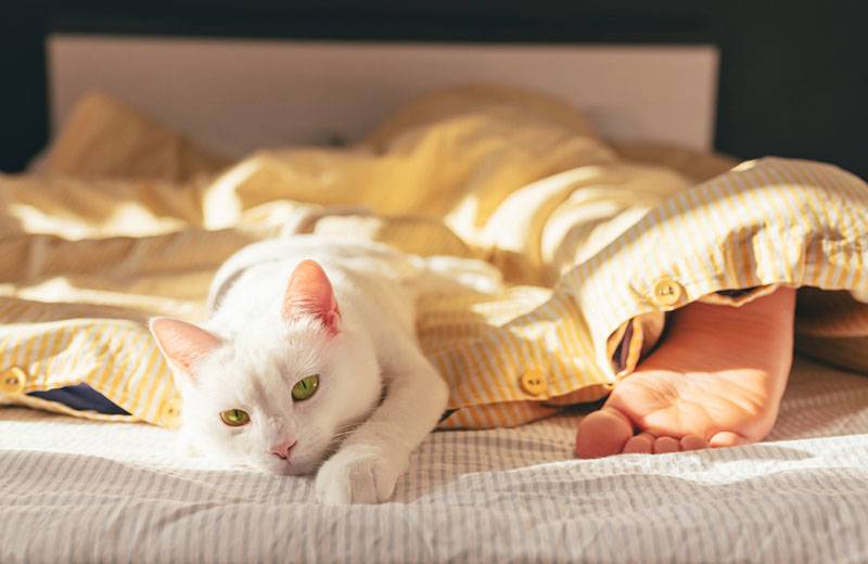 Почему кошка спит в ногах у человека: приметы и наука