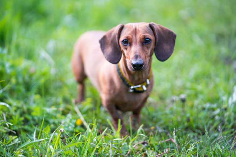 Беременность таксы делят на несколько периодов