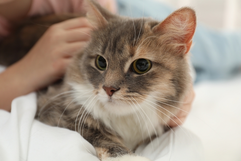 Можно ли скорректировать ночную активность кошек?