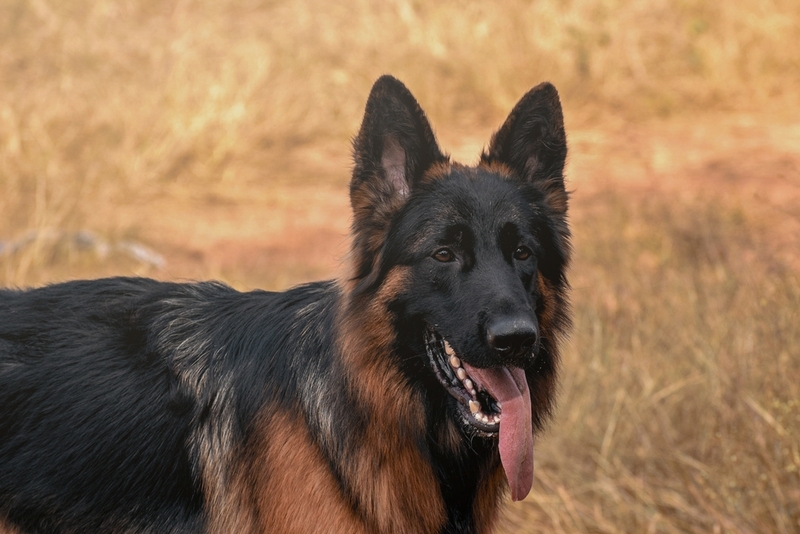 Немецкие овчарки – очень верные собаки